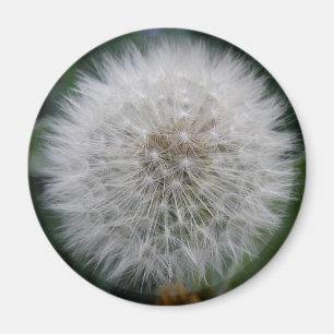 Imán Seeding Dandelion Flower Magnet
