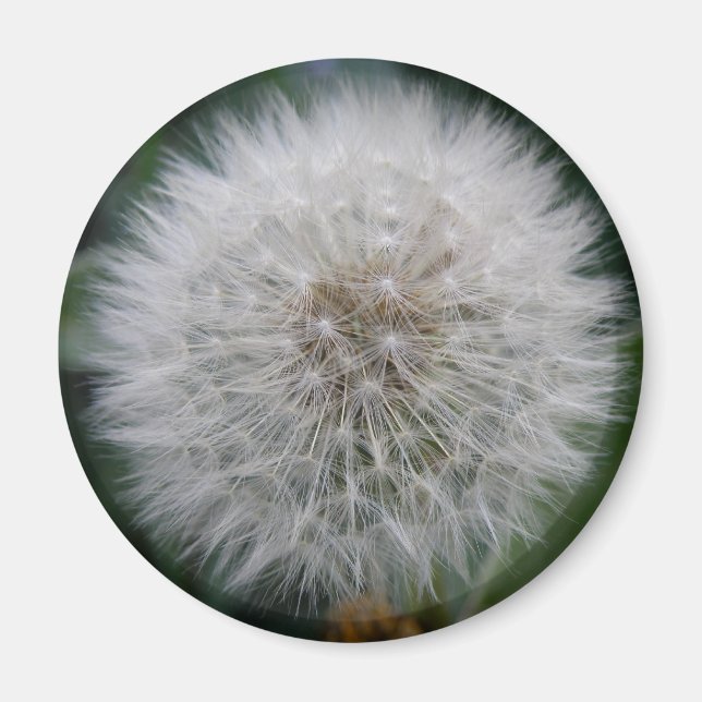 Imán Seeding Dandelion Flower Magnet (Frente)