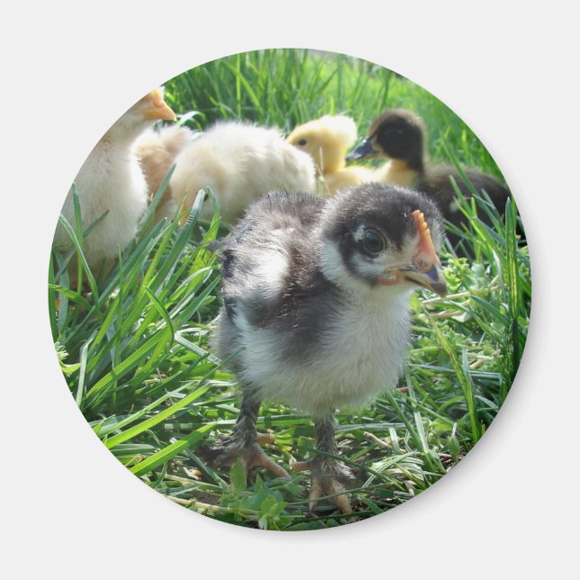 Imán Seguir Al Líder (Frente)