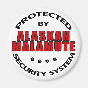 Imán Seguridad de Alaskan Malamute