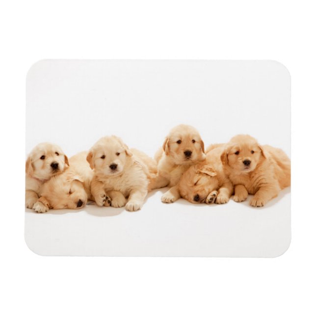 Imán Seis Cachorros de Golden Retriever (Horizontal)