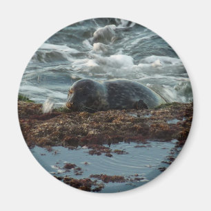 Imán Sello de puerto de luz solar I en San Diego