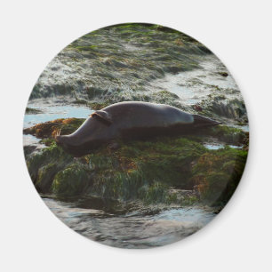 Imán Sello de puerto de luz solar II en San Diego