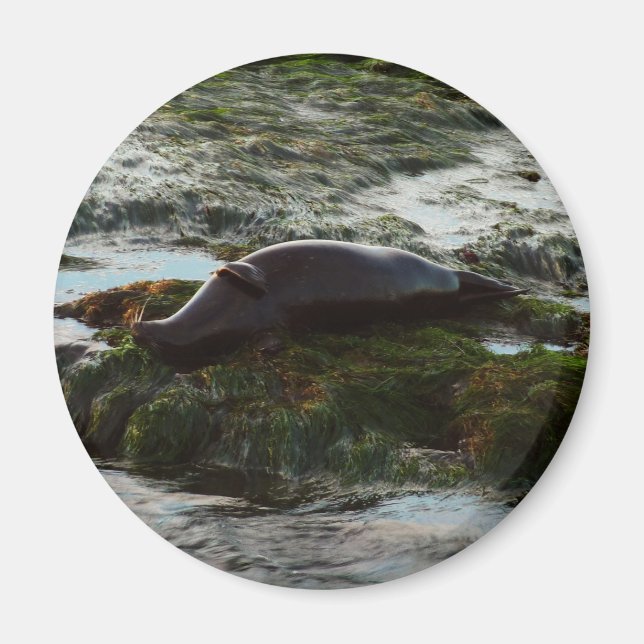 Imán Sello de puerto de luz solar II en San Diego (Frente)