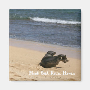 Imán Sello en peligro Kauai Hawaii del monje