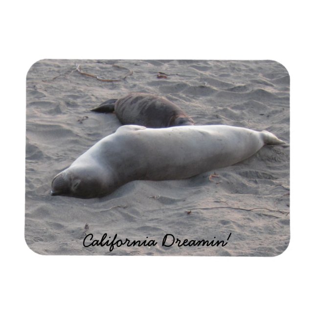 Imán Sellos de elefantes en la playa de Piedras Blancos (Horizontal)