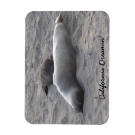 Imán Sellos de elefantes en la playa de Piedras Blancos