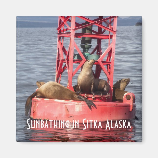 Imán Sellos del puerto para tomar el sol Sitka Alaska M (Frente)