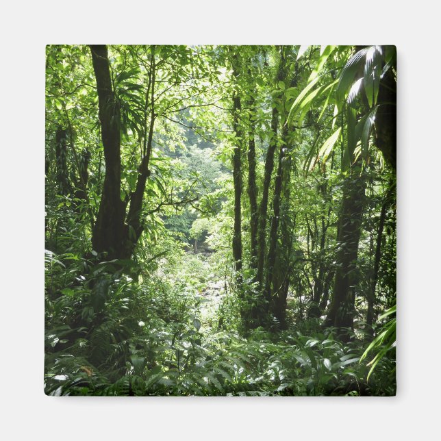 Imán Selva tropical II dominicana de lluvia verde tropi (Frente)