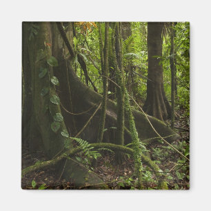 Imán Selva tropical, río Mapari, norte de Rupununi,