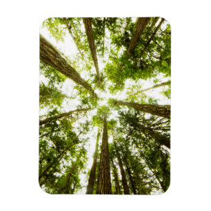 Imán Selva tropical verde enorme