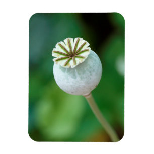 Imán Semilla de Cabeza de Flor de Amapola, Cabo Occiden