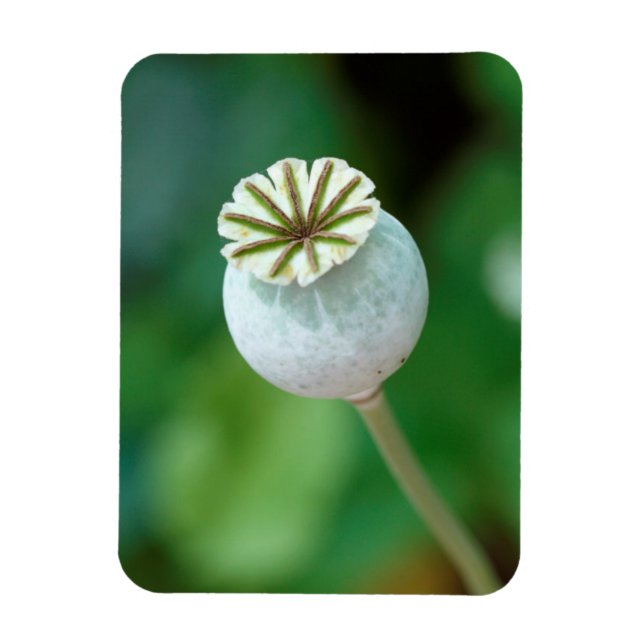 Imán Semilla de Cabeza de Flor de Amapola, Cabo Occiden (Vertical)