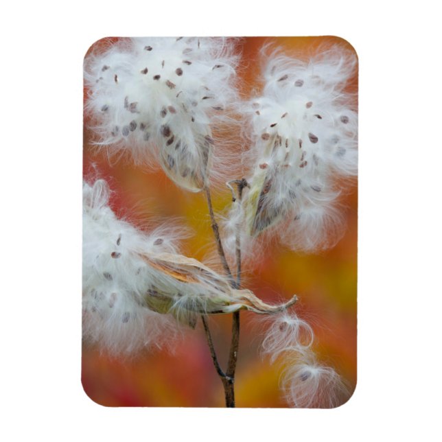 Imán Semillas de algodoncillo en otoño, Canadá (Vertical)