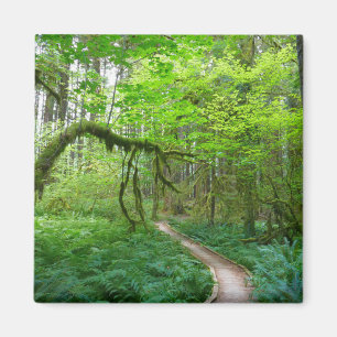 Imán Sendero Ancient Groves en el Parque Nacional Olymp