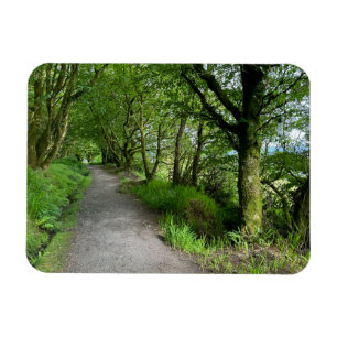 Imán Sendero boscoso en la isla de Bute Escocia en un