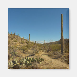 Imán Sendero Carillo de Saguaro en Parque Nacional Sagu