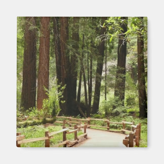 Imán Sendero de Muir Woods I Fotografía de la Naturalez
