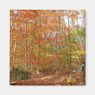 Imán Sendero de otoño con luz solar moteada en Laurel H