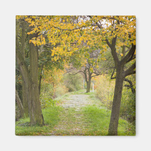 Imán Sendero en otoño