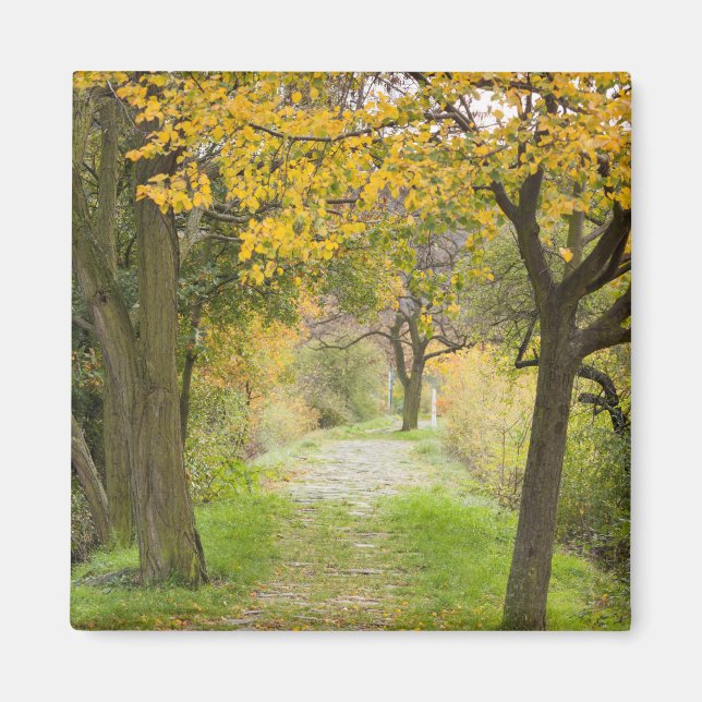 Imán Sendero en otoño (Frente)