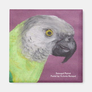 Imán Senegal Parrot Pastel