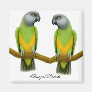 Imán Senegal Parrots Magnet