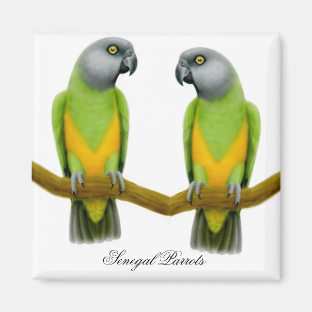 Imán Senegal Parrots Magnet (Frente)