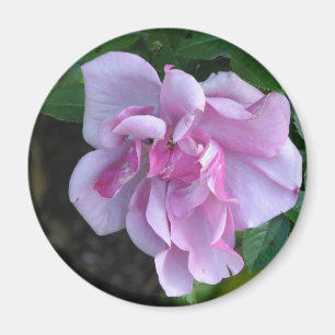 Imán Señora bonita 092