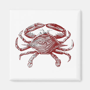 Imán Sensación de Crabby Red Pencil Ocean Crab Art