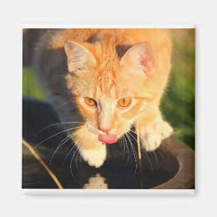 Imán Sensación de gato rojo