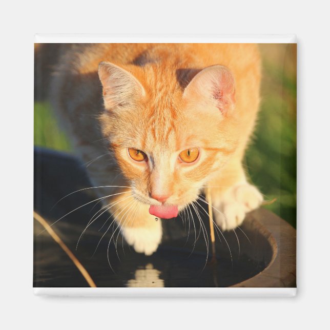Imán Sensación de gato rojo (Frente)