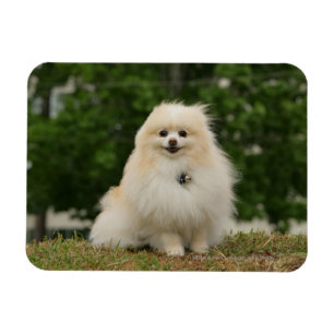 Imán Sensación de Pomering