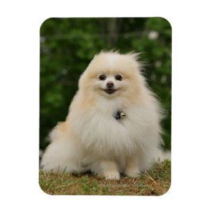 Imán Sensación de Pomering