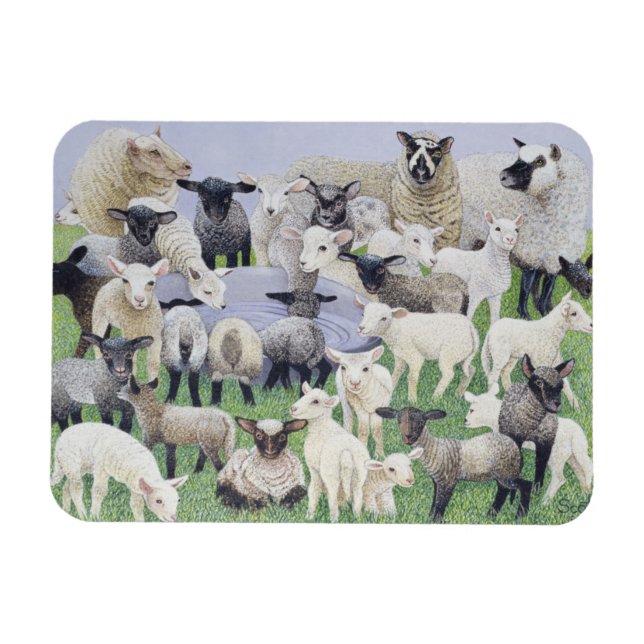 Imán Sensación de Sheepish (Horizontal)