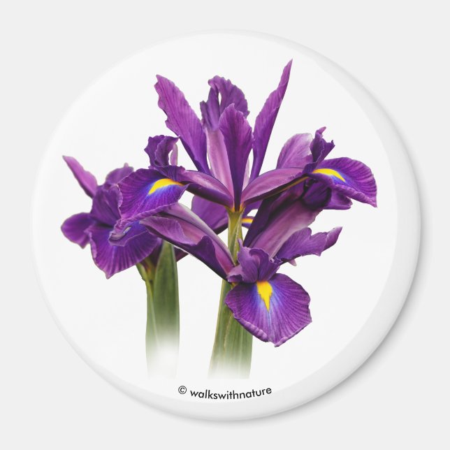 Imán Sensación Púrpura Iris Holandesa (Frente)