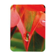 Sensual, Red Petals with Dew, Sexy Flower