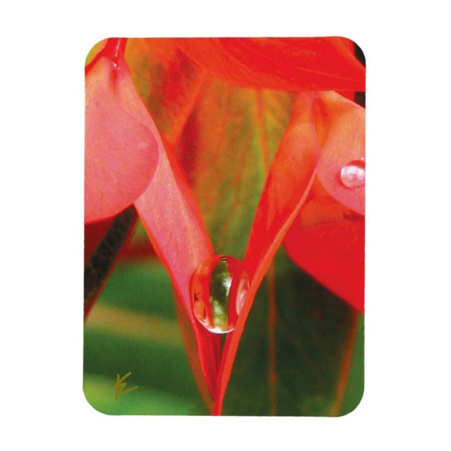Imán Sensual, Red Petals with Dew, Sexy Flower (Vertical)