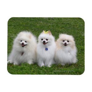 Imán Sentada de 3 Pomeranians