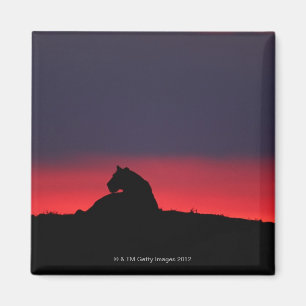 Imán Sentada de la leona (Panthera leo), en la puesta