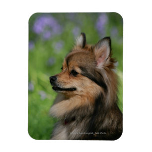 Imán Sentada del Headshot de Pomeranian