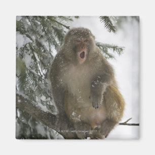 Imán Sentada del mono de Macaque del macaco de la India