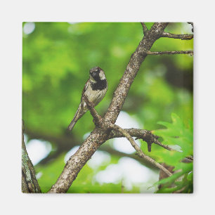 Imán Sentado alrededor