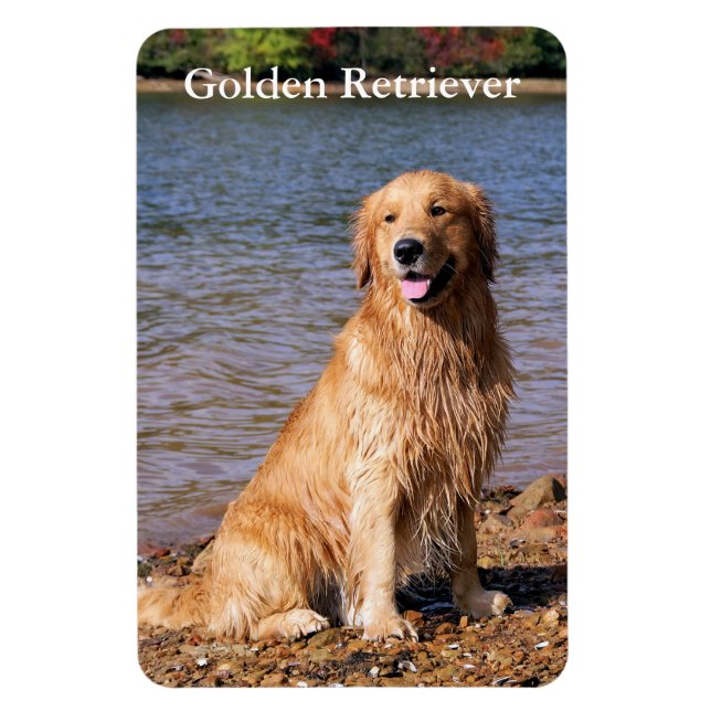 Imán Sentando a Golden Retriever (Vertical)