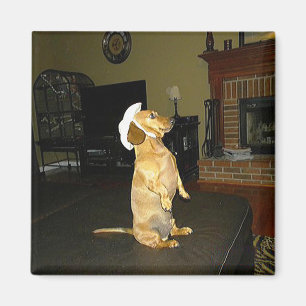 Imán Sentando Bonito o viendo televisión Dachshund