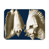 Sepia Conch Seasheles
