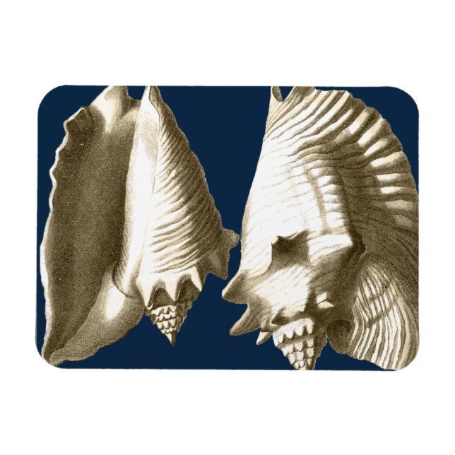 Imán Sepia Conch Seasheles (Horizontal)