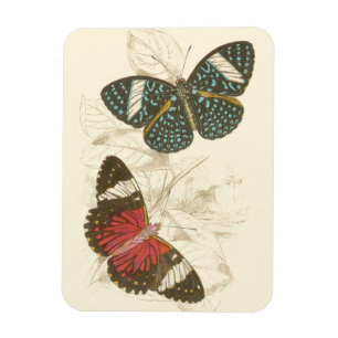 Imán Sepia se va con mariposas coloridas