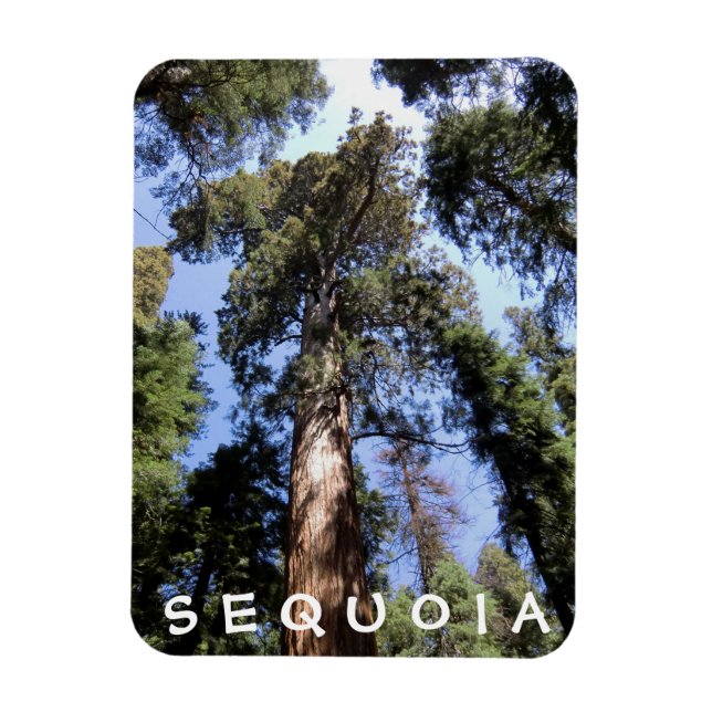 Imán Sequoia Kings Canyon Magnet (Vertical)