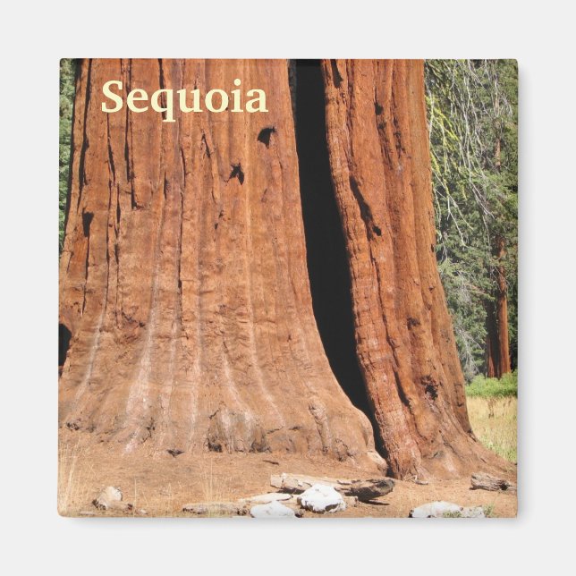 Imán ¡Sequoia Magnet! (Frente)